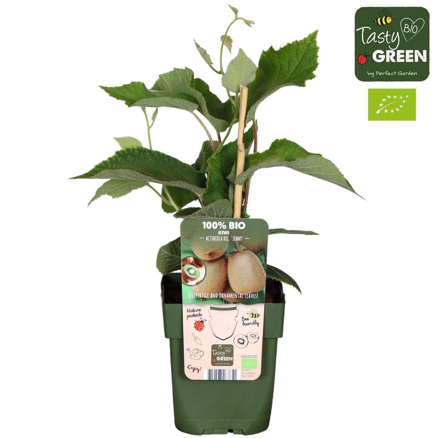 actinidia-deliciosa-jenny-hardy-kiwi-30cm-13cm-pot