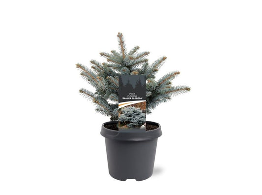 Picea pun. Glauca Globosa 30cm 23cm Pot