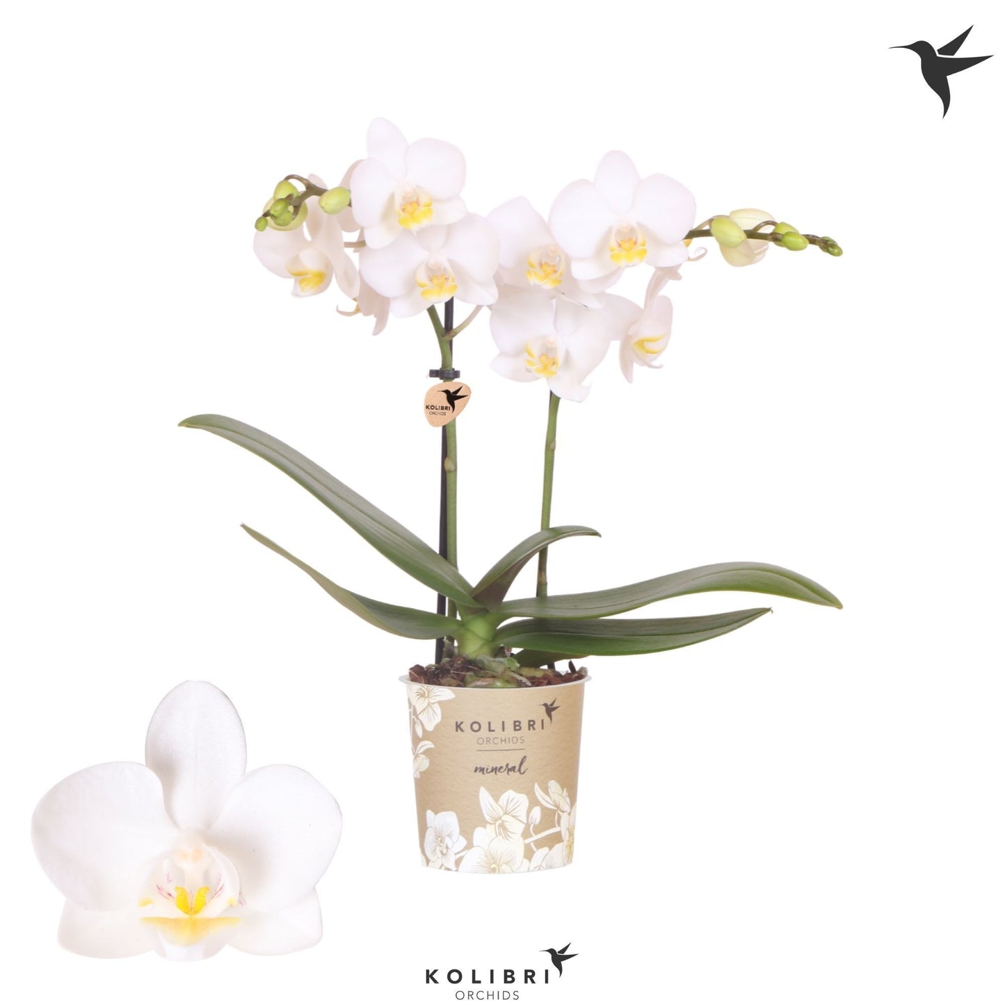 Phalaenopsis Florion 40cm 9cm Pot