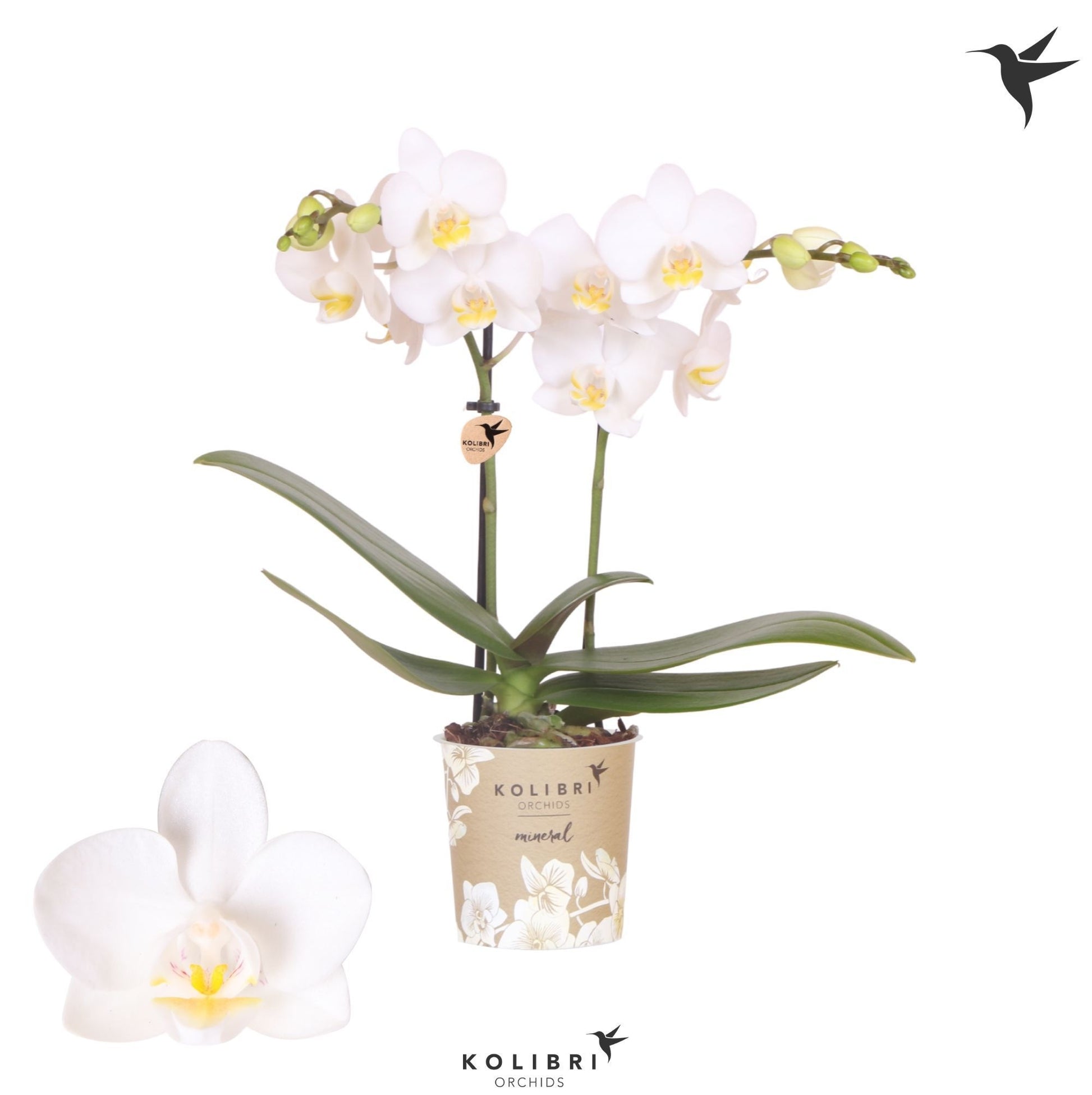 Phalaenopsis Florion 40cm 9cm Pot