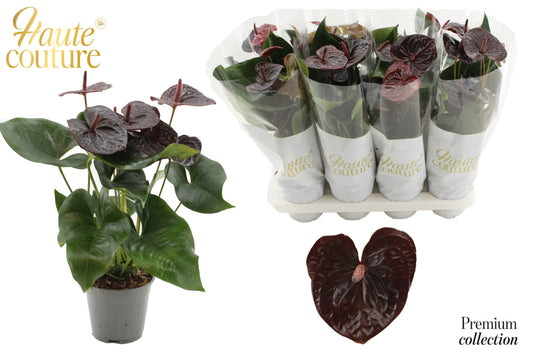 Anthurium Tranquillo 50cm 14cm Pot