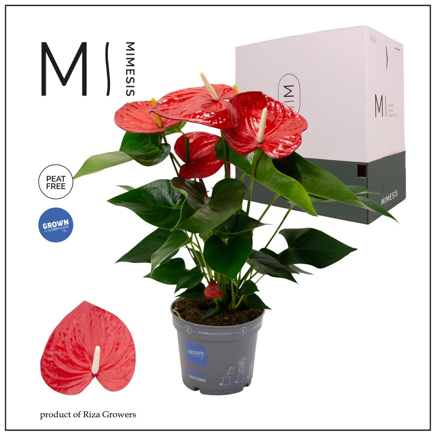 Riza Karma Plants Anthurium Minnesota Pack of 6