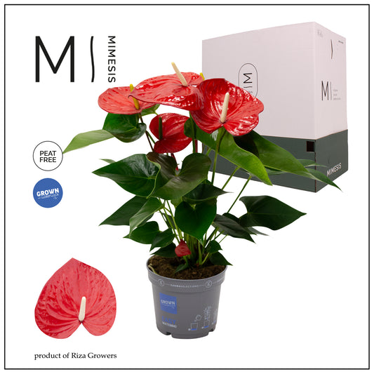 Riza Karma Plants Anthurium Minnesota Pack of 6