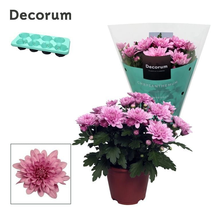 Schie Van Chrysanthemum Grandezza pink Pack of 8