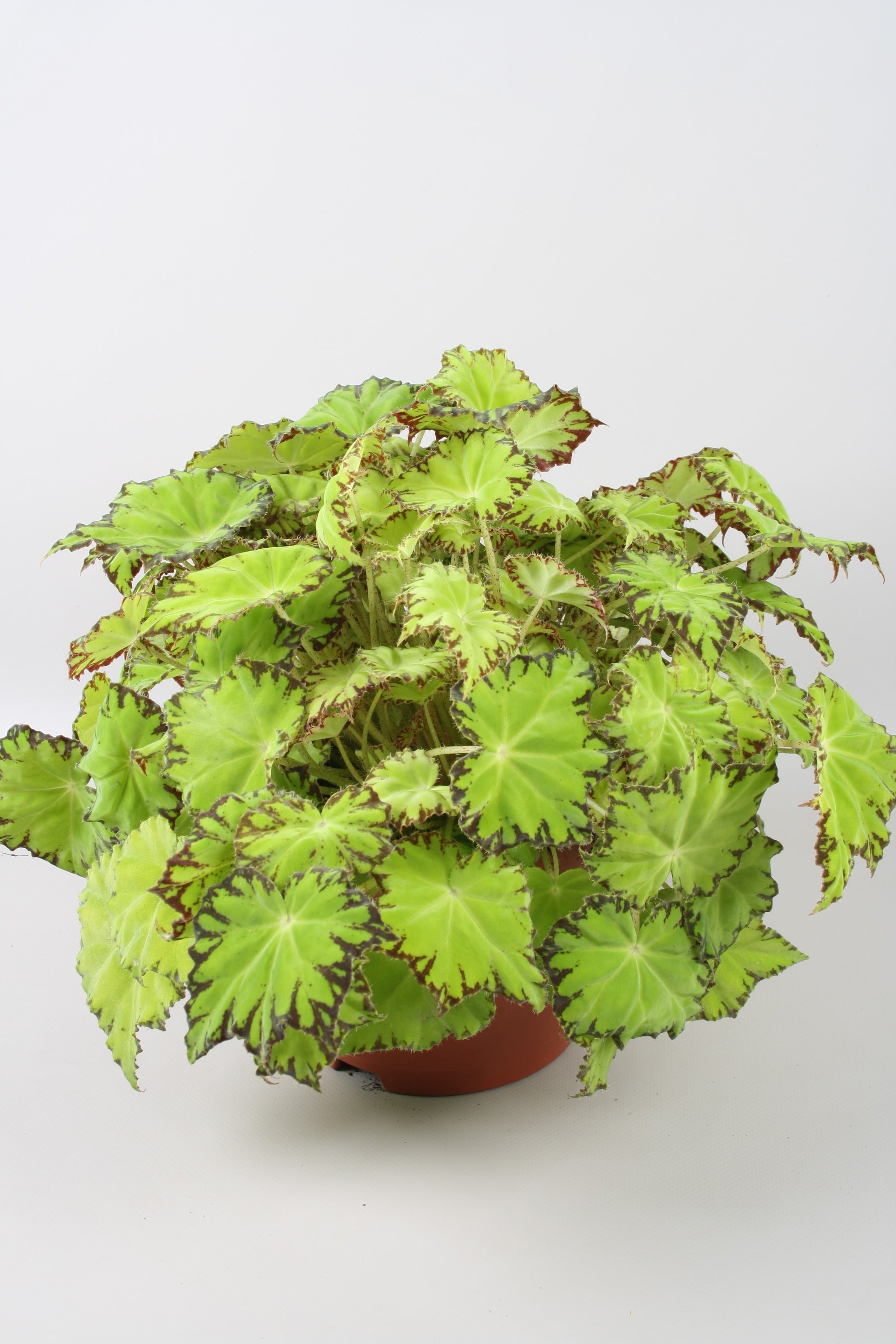 Berghoef Plants Begonia Beleaf Lima Love Pack of 8