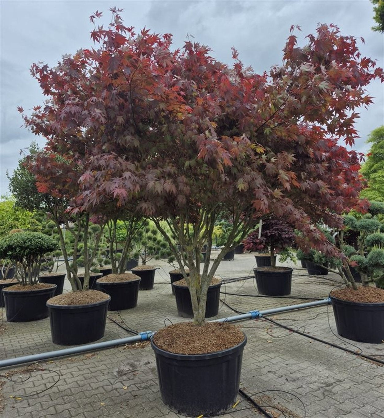 Bloemenkampen BV, Hkw. de Acer Atropurpureum Pack of 1