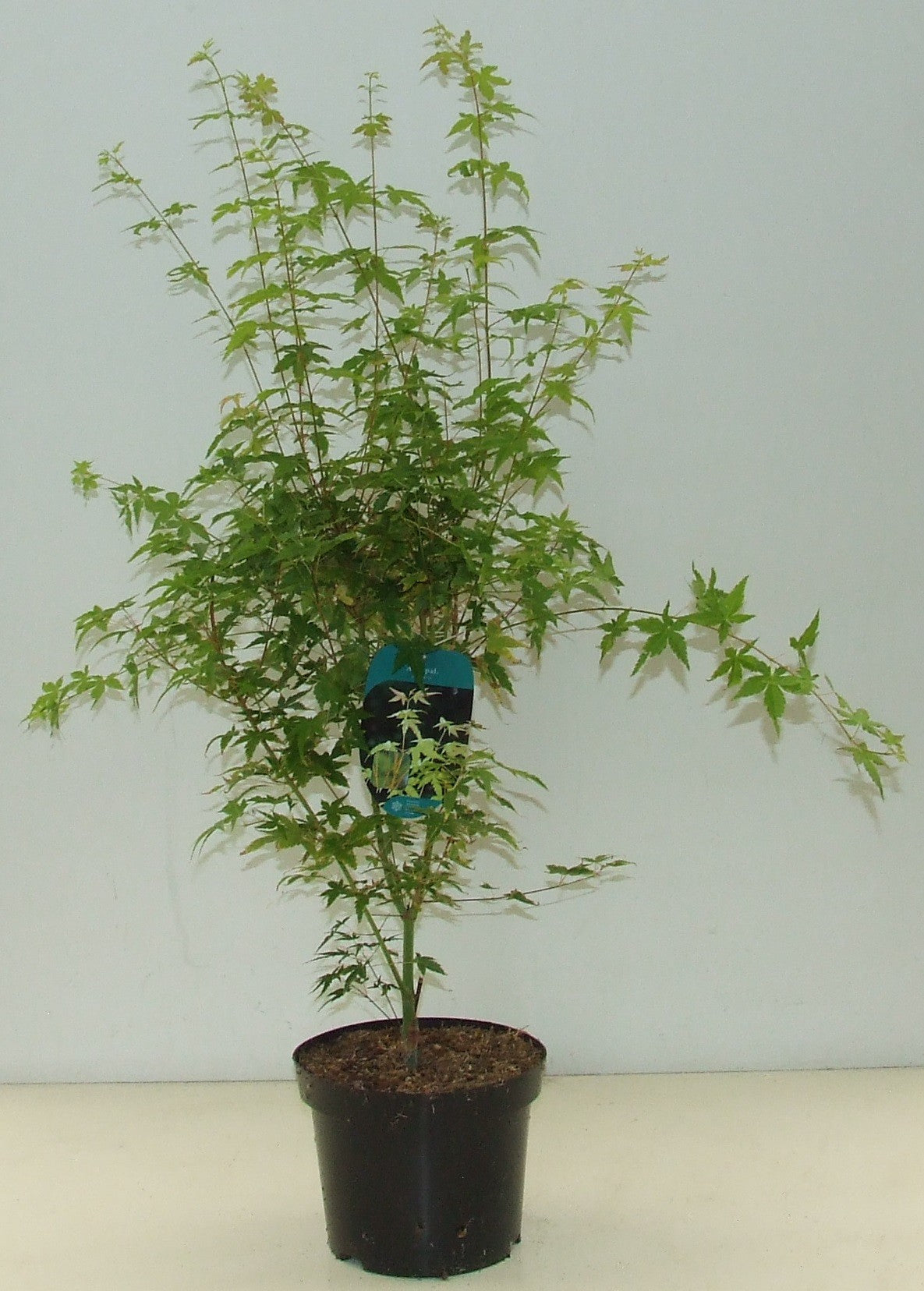 Acer palmatum mix 70cm 23cm Pot