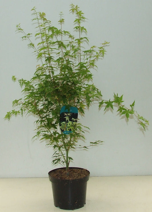 Acer palmatum mix 70cm 23cm Pot
