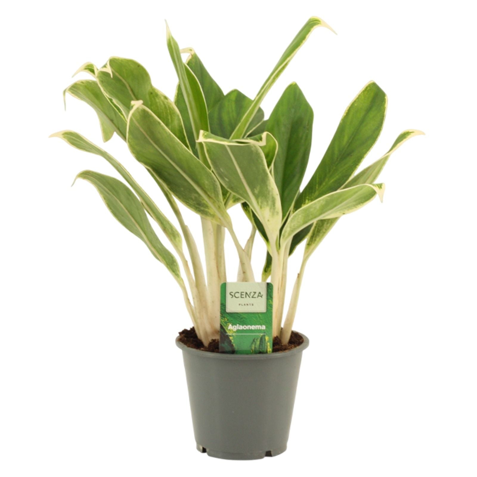 Aglaonema White Lime 35cm 12cm Pot