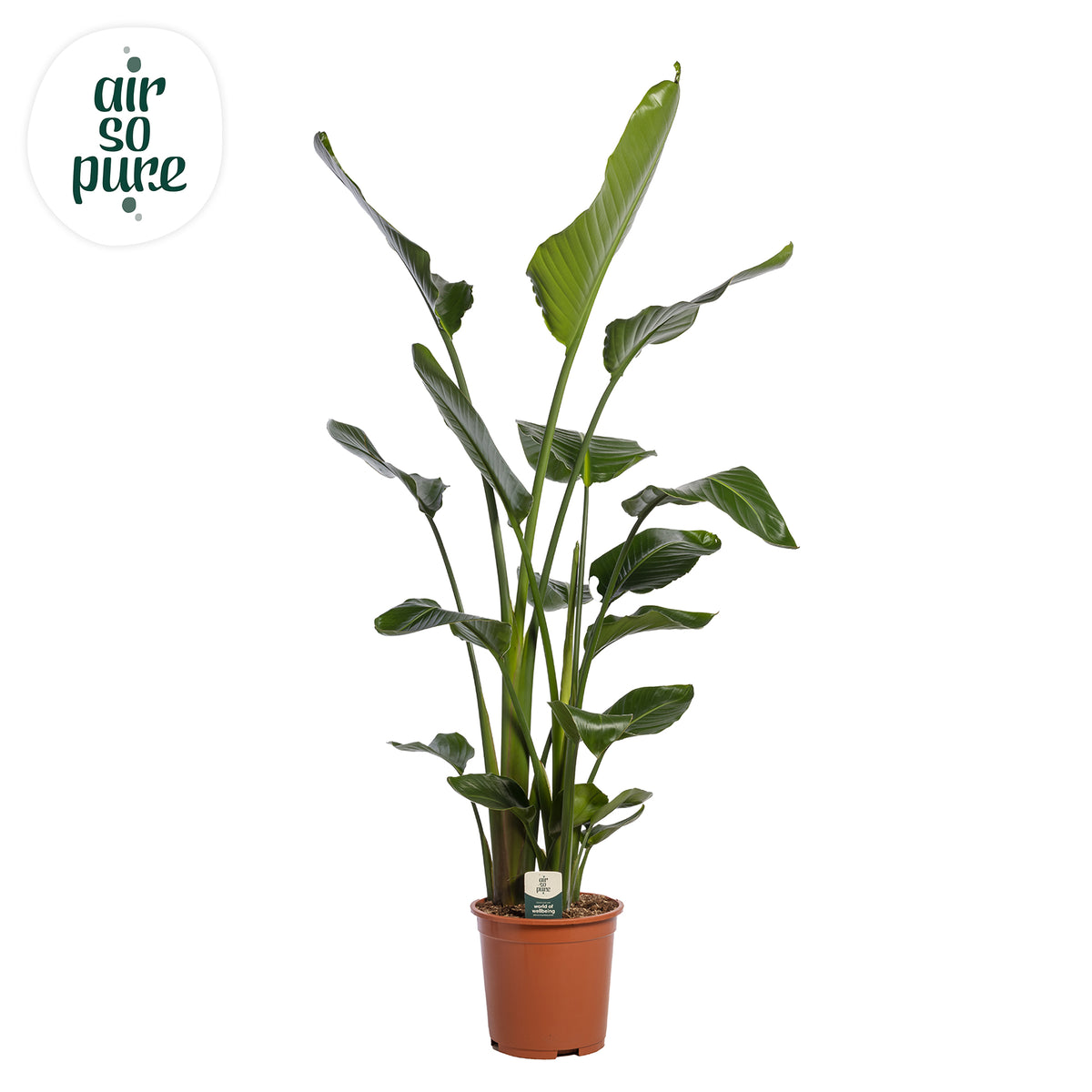 Strelitzia nicolai 160cm 27cm Pot
