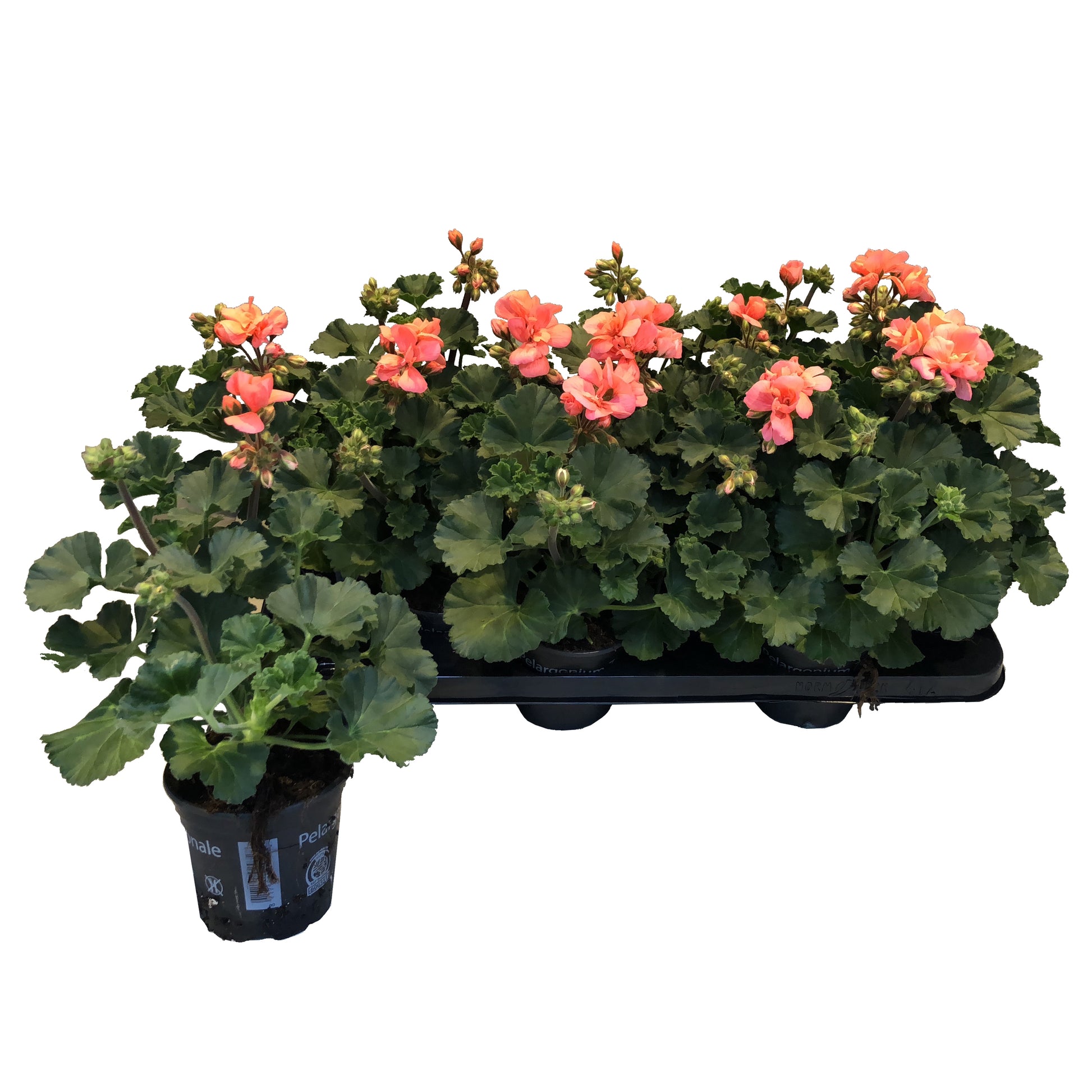 Pelargonium zon. Toscana Sil Lisa 25cm 510cm Pot
