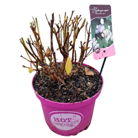 Hydrangea Hot Chocolate 50cm 23cm Pot
