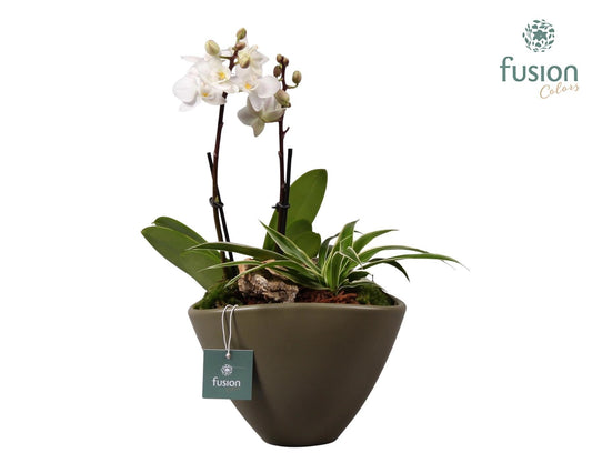 Keramiek bootvorm legergroen met Phalaenopsis D18,5 35cm 18cm Pot