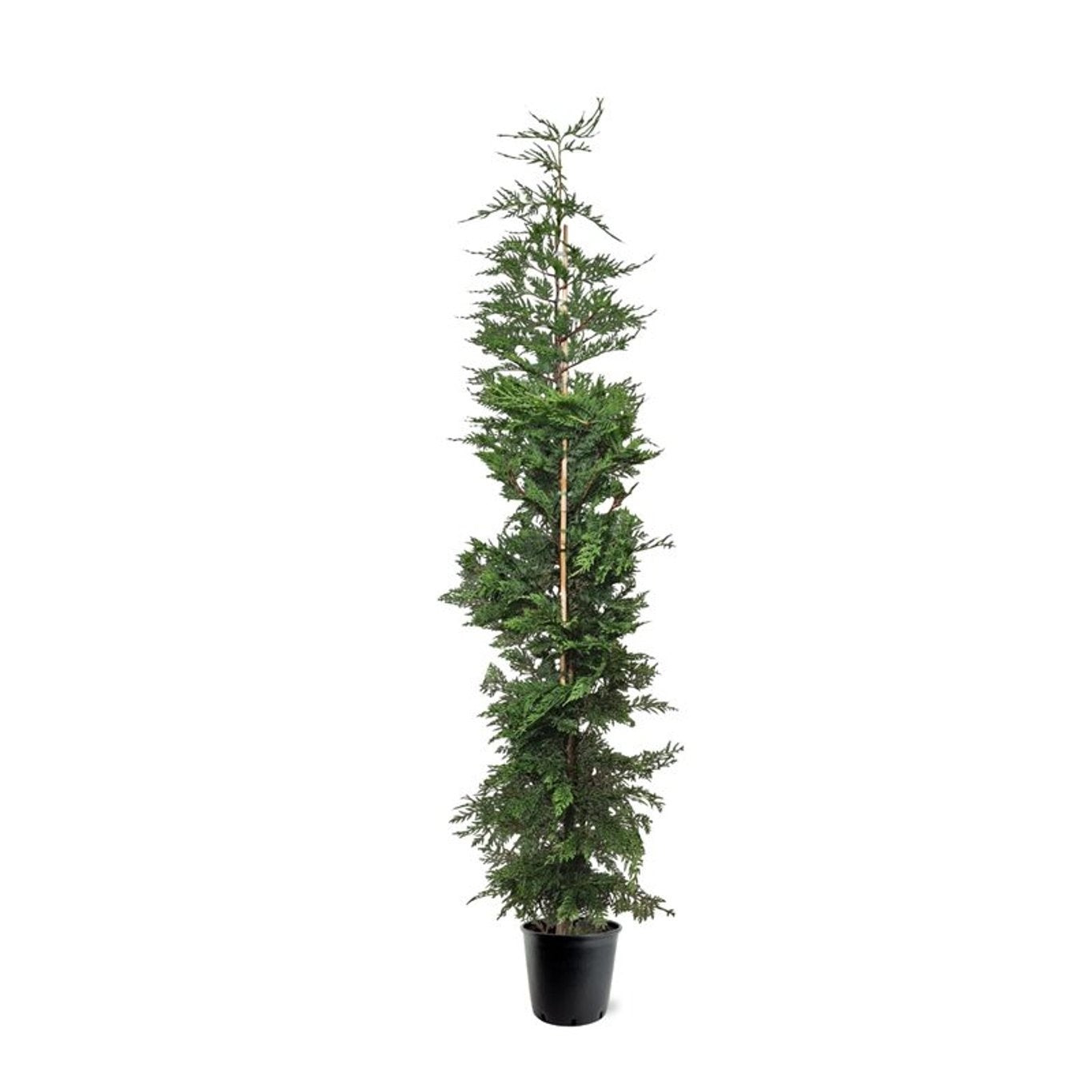 Cupressocyparis leylandii 240cm 32cm Pot