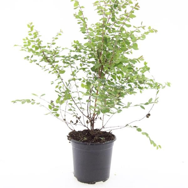 Symphoricarpos che. Hancock 10cm 14cm Pot