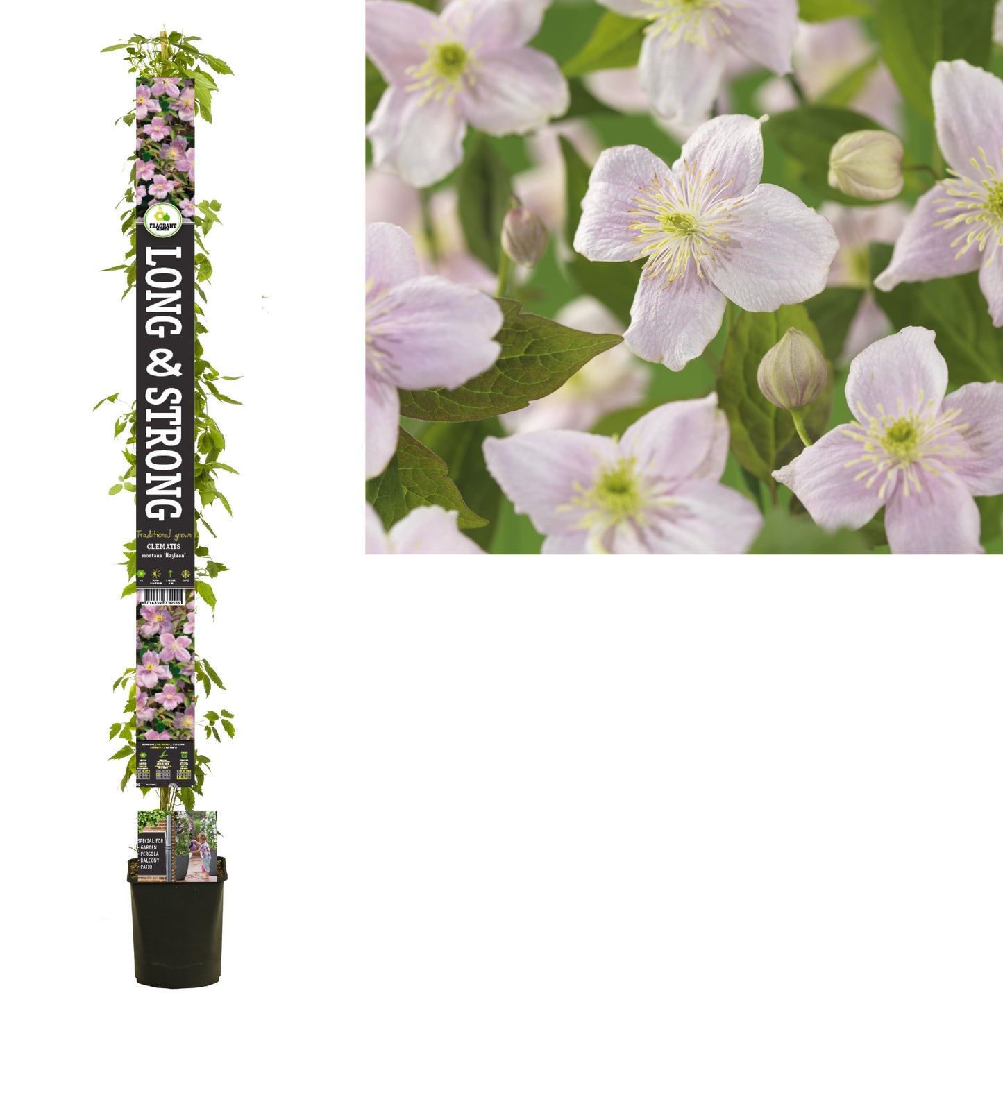 Clematis montana Mayleen 210cm 23cm Pot