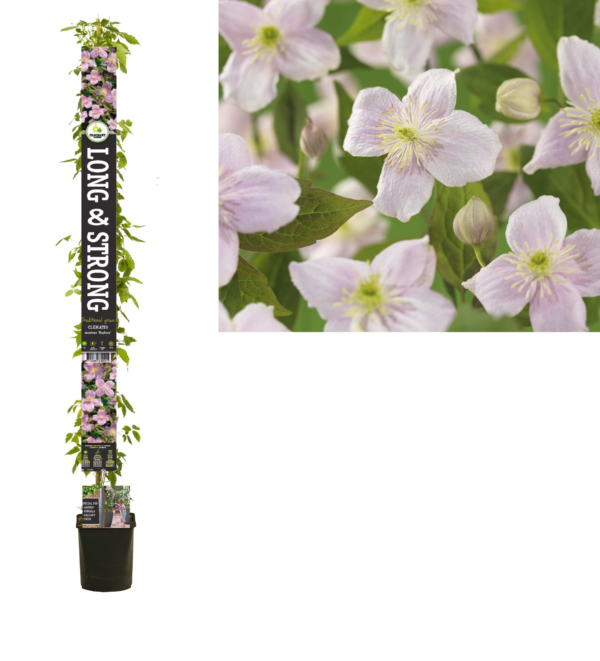 Clematis montana Mayleen 210cm 23cm Pot