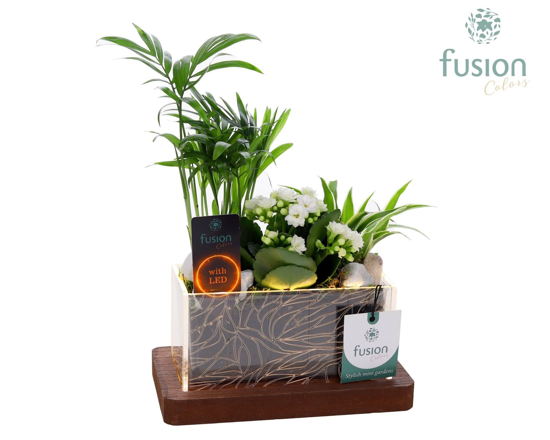 Fusioncolors BV Acryl bakje LED rechthoek met Arrangement 3pp Pack of 7