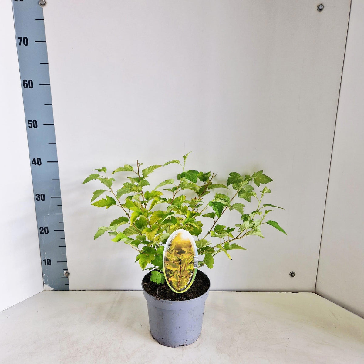 Physocarpus Dart's Gold 35cm 17cm Pot