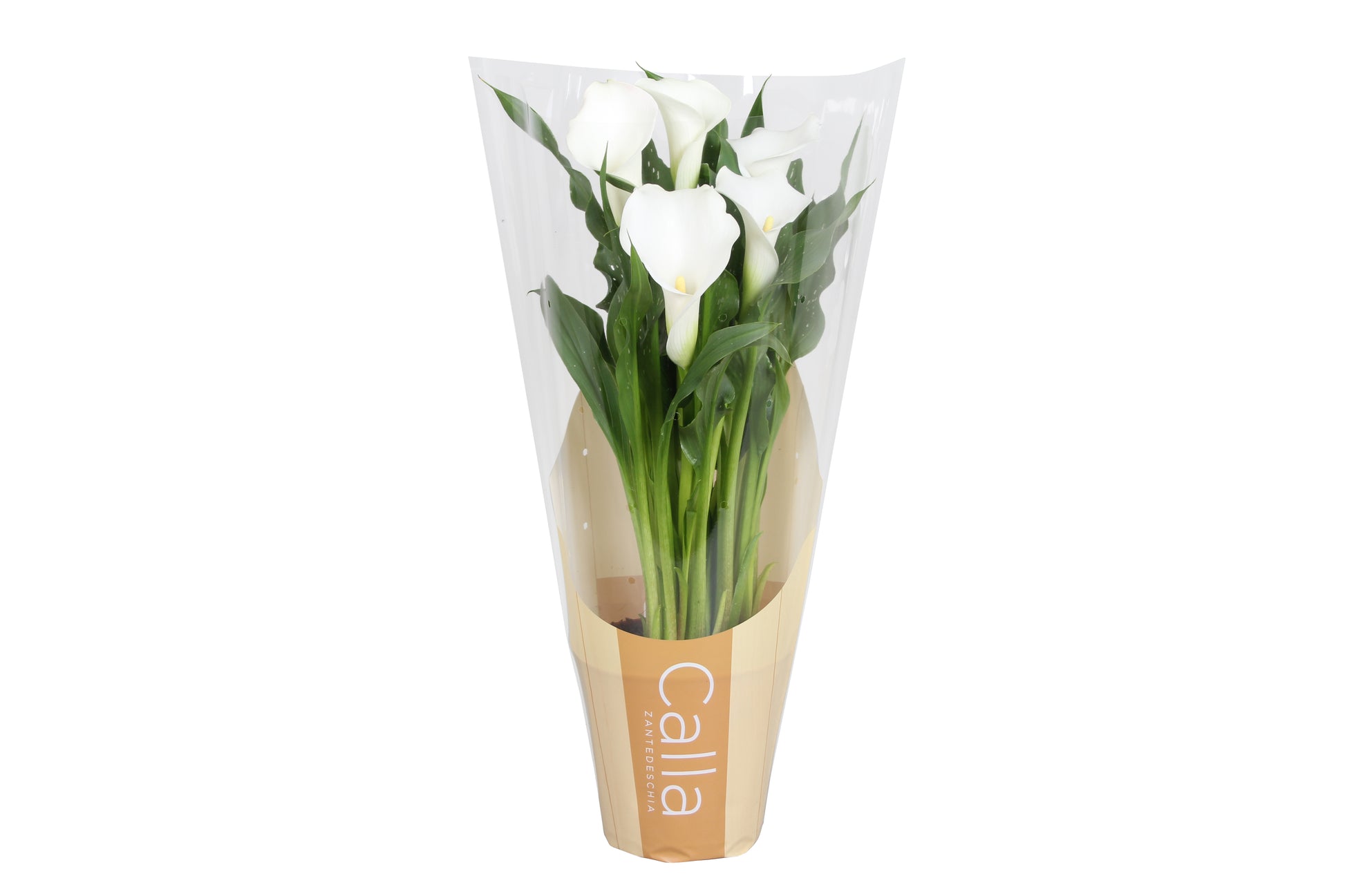 Zantedeschia Fresco 40cm 12cm Pot