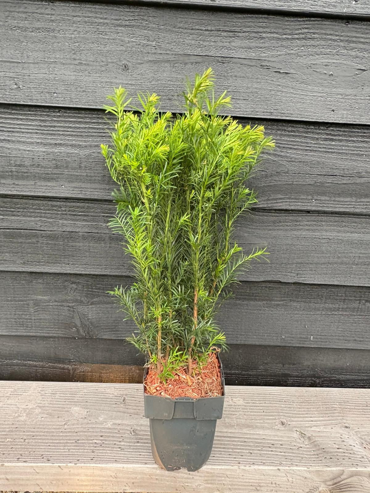 Taxus media Groenland 80cm 17cm Pot
