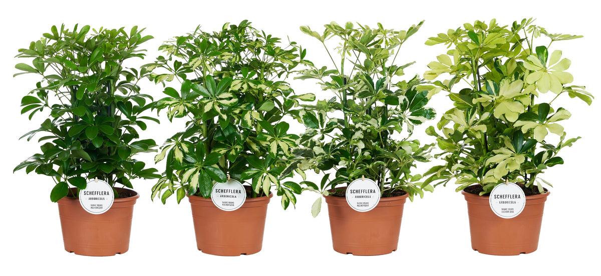Schefflera Mme De Smet braided 50cm 21cm Pot