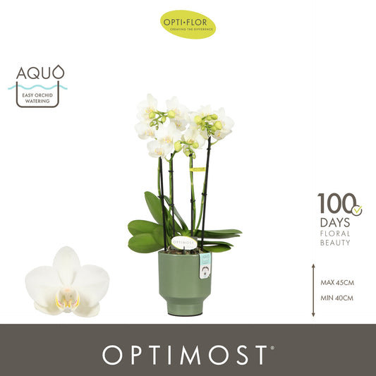 Phalaenopsis multiflora white 45cm 12cm Pot
