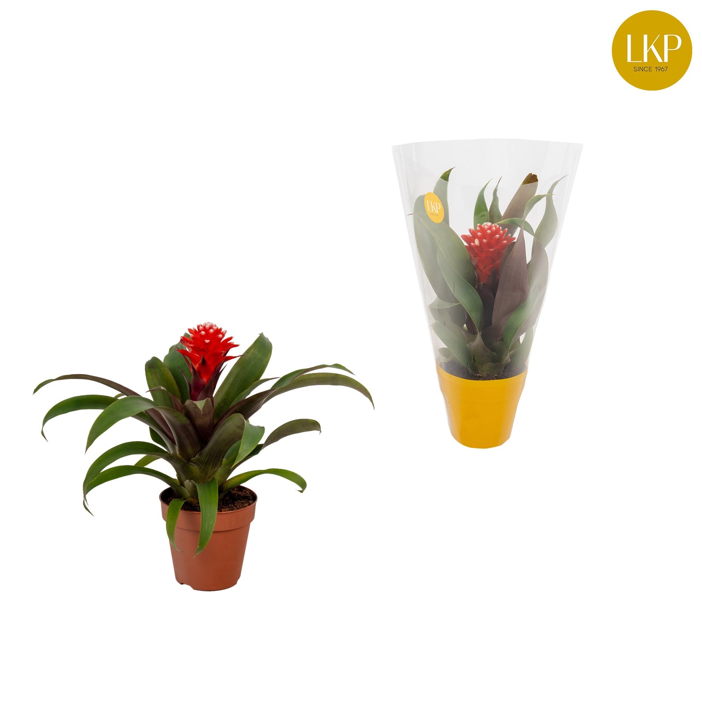 LKP plants Guzmania Priscilla Pack of 11