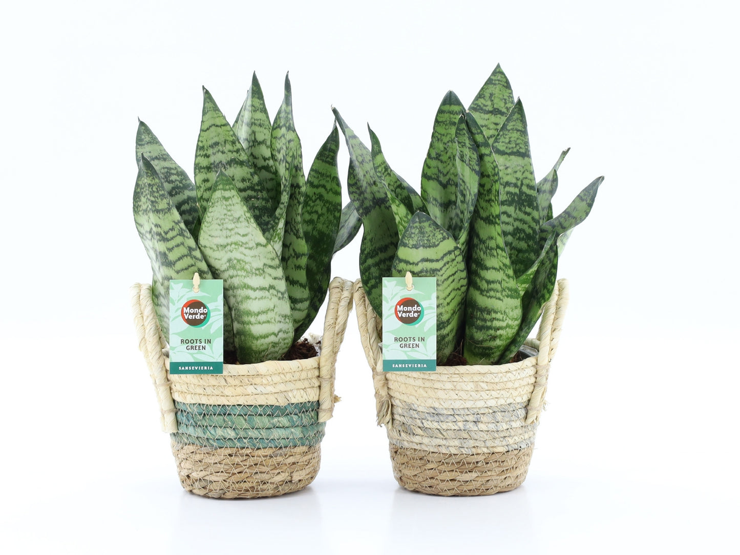 Sansevieria Black Coral 35cm 14cm Pot