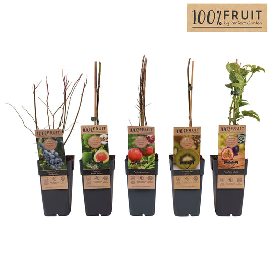 Fruit shrubs mix 50cm 15cm Pot