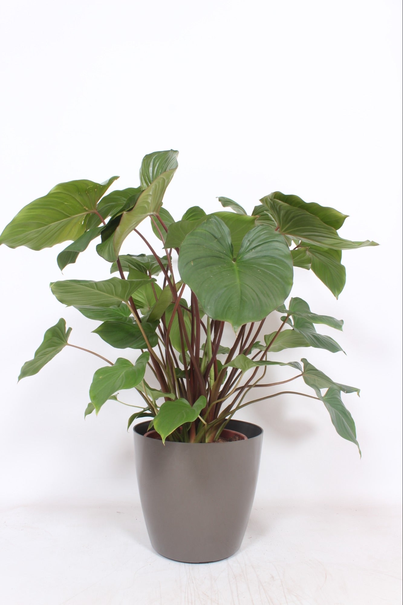 Homalomena Maggy 120cm 30cm Pot
