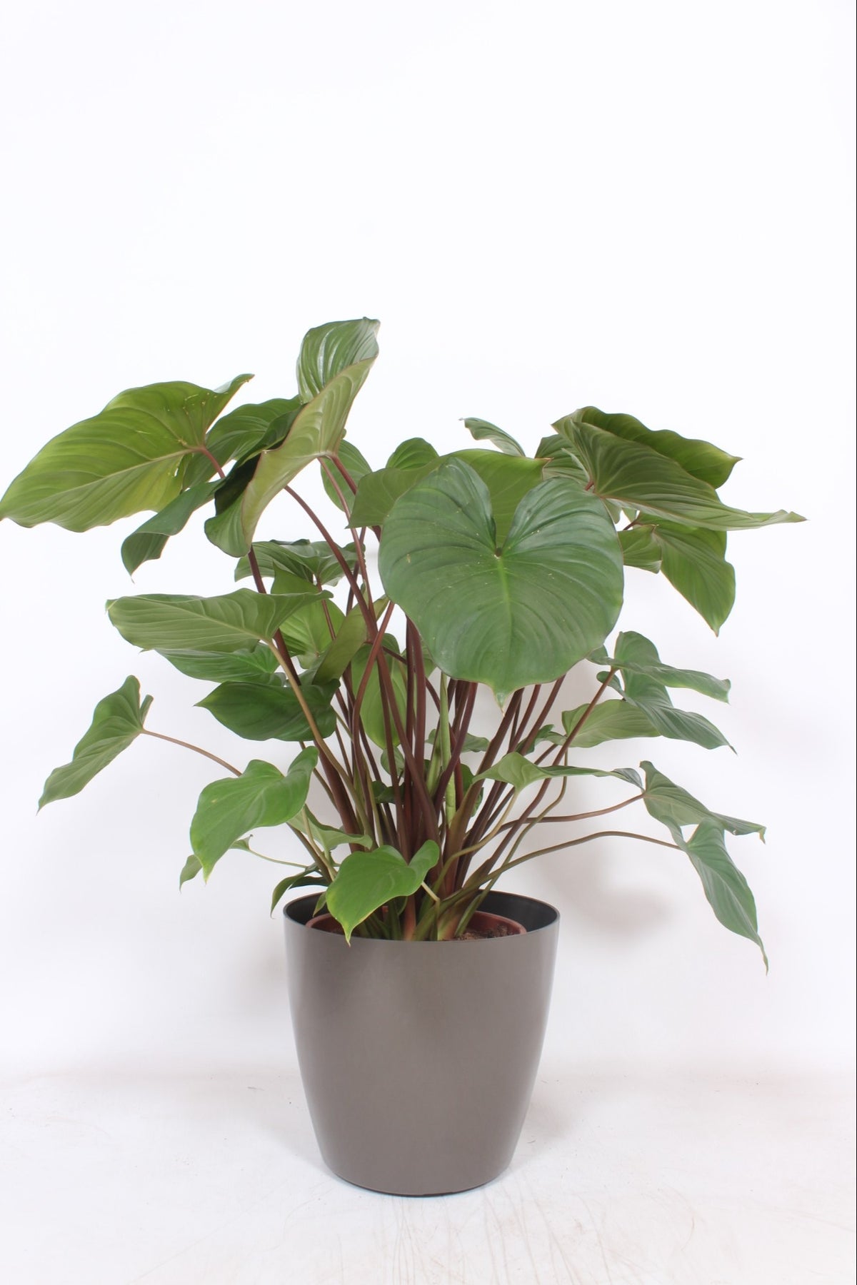 Homalomena Maggy 120cm 30cm Pot