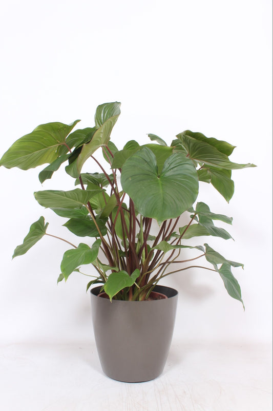 Homalomena Maggy 120cm 30cm Pot