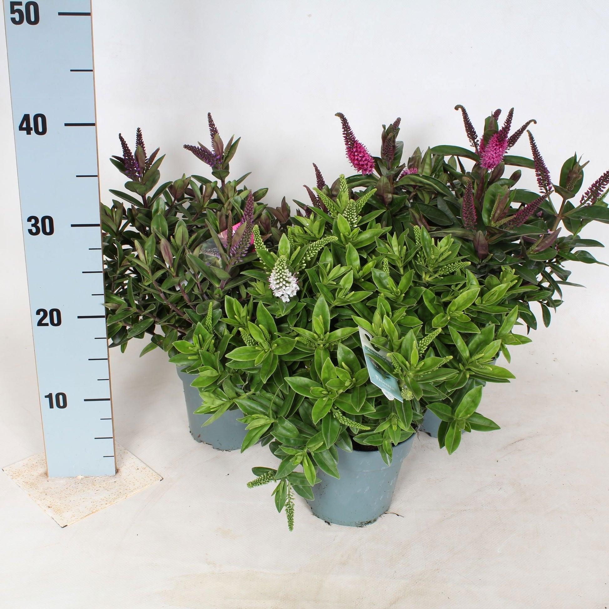 Hebe Addenda mix green 40cm 12cm Pot