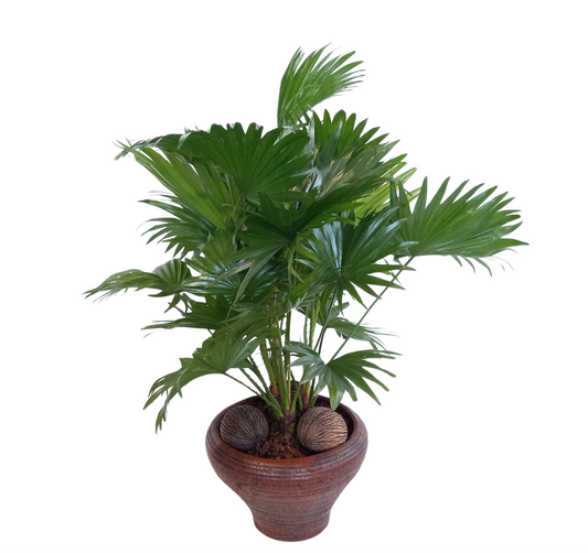 Livistona rotundifolia 65cm 26cm Pot