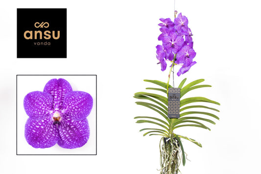 Ansu Vanda New Blue Pack of 2