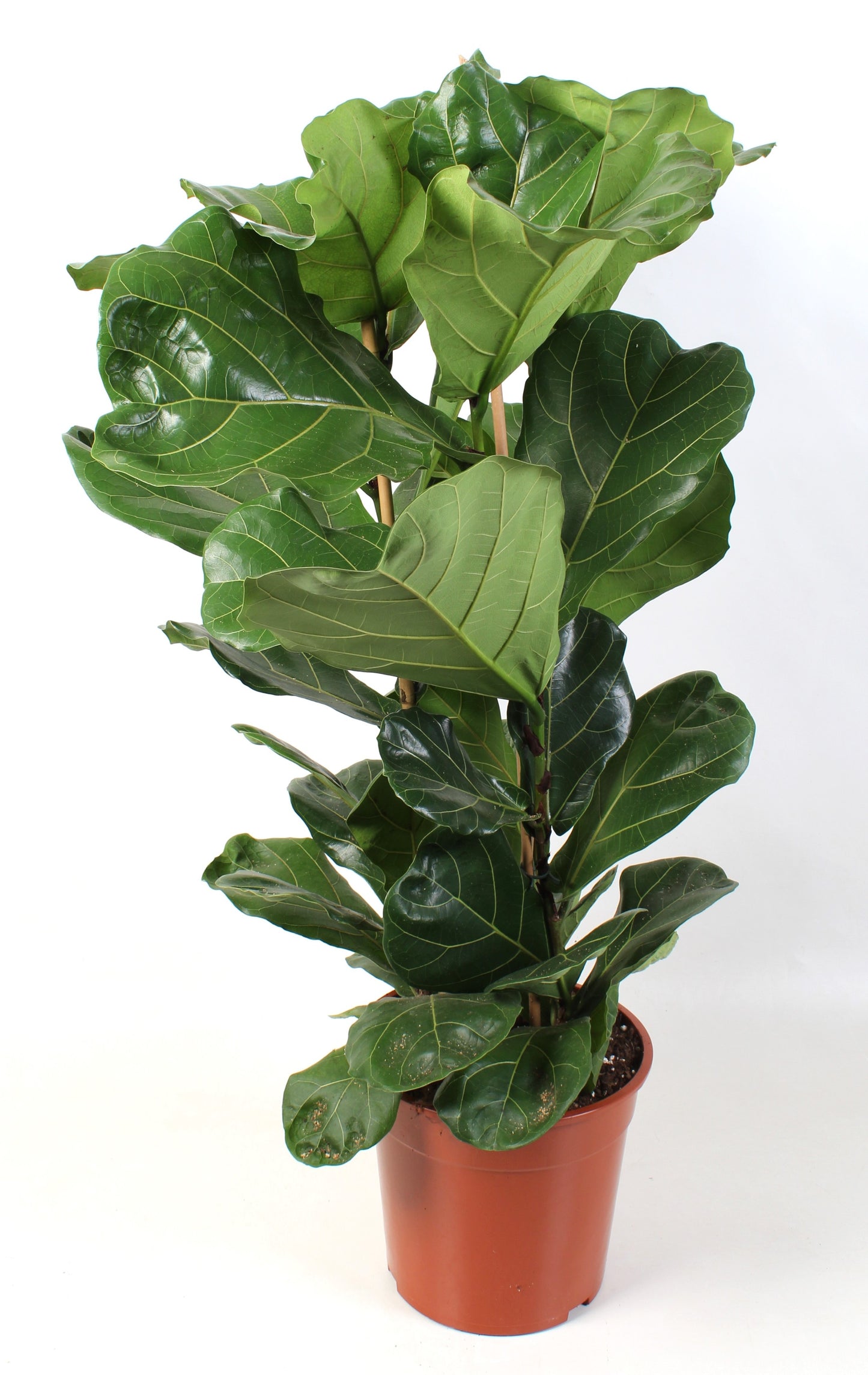 Ficus lyrata 120cm 27cm Pot