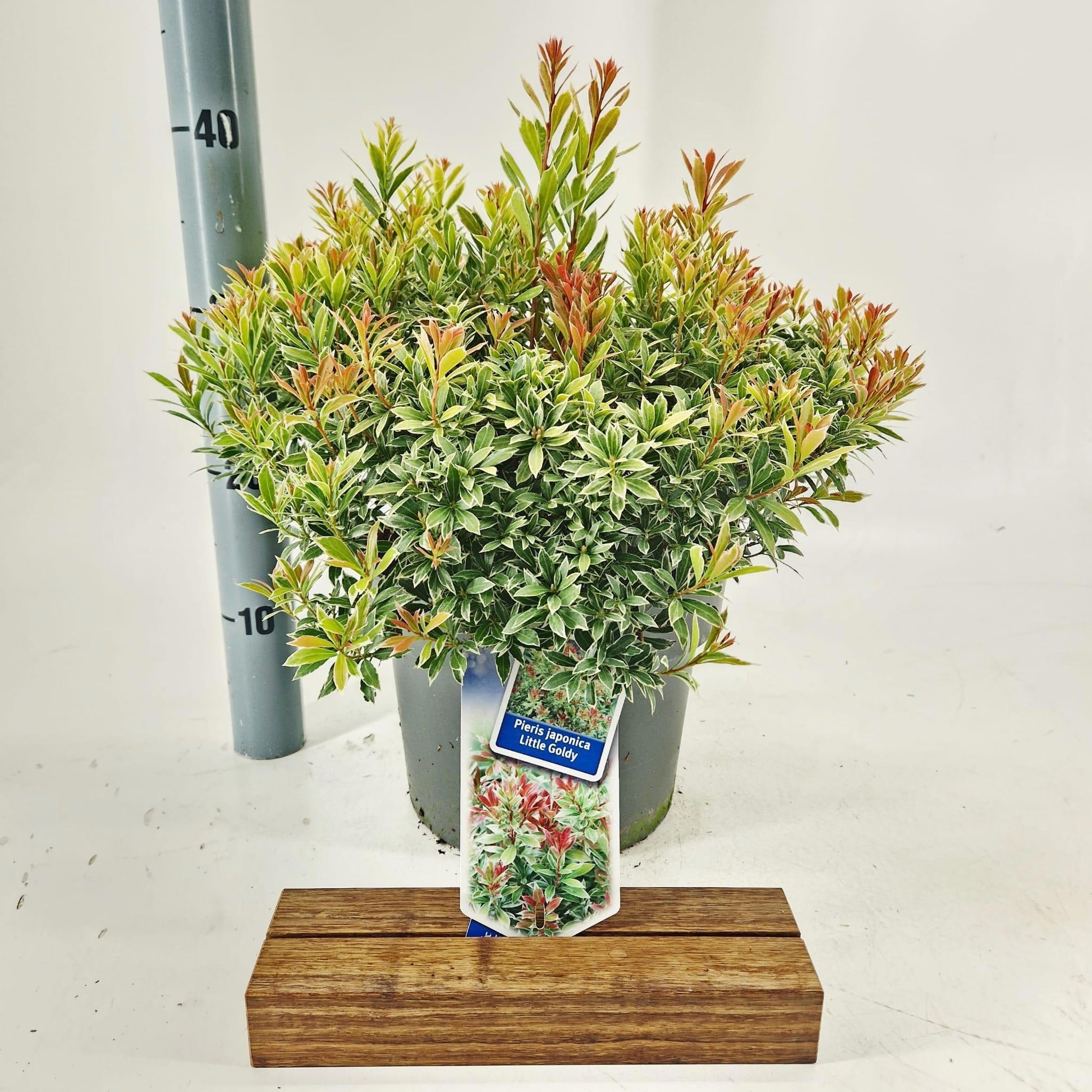 Pieris japonica 45cm 23cm Pot