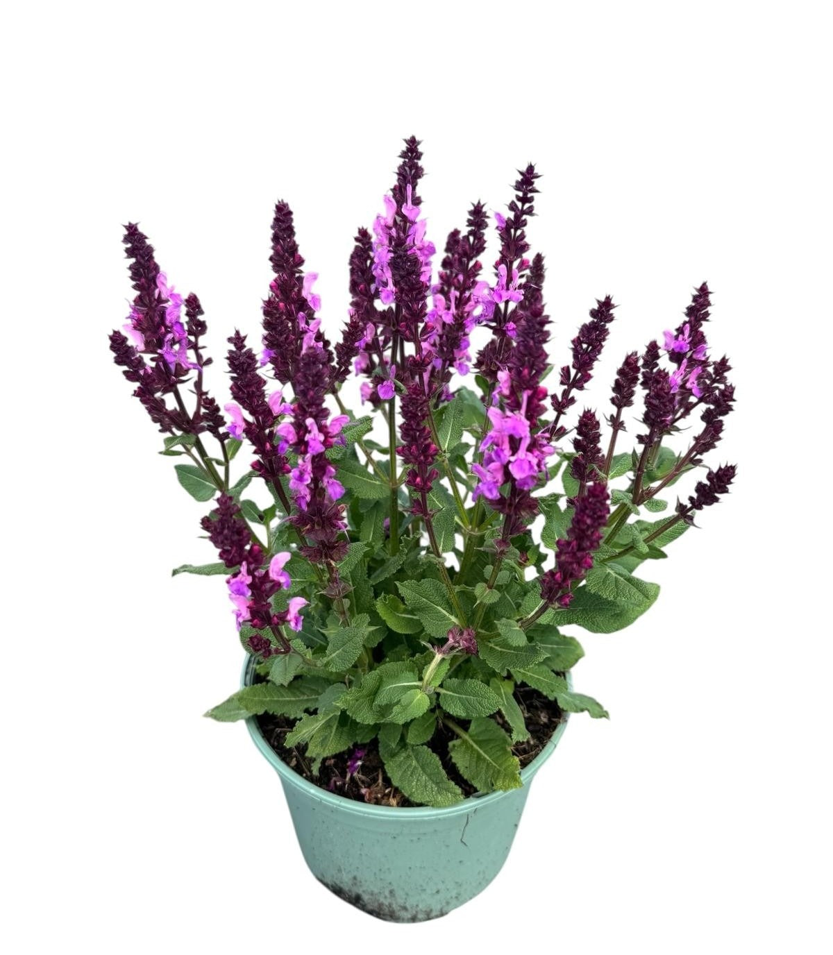 Salvia Rose Marvel 35cm 17cm Pot
