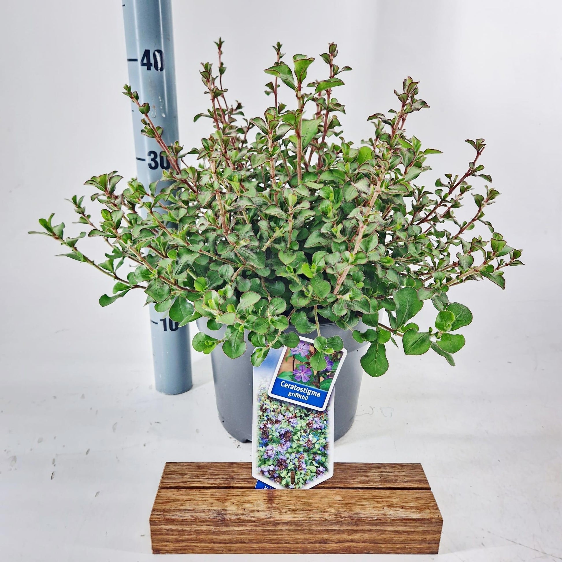About Plants Zundert BV Ceratostigma griffithii Pack of 1