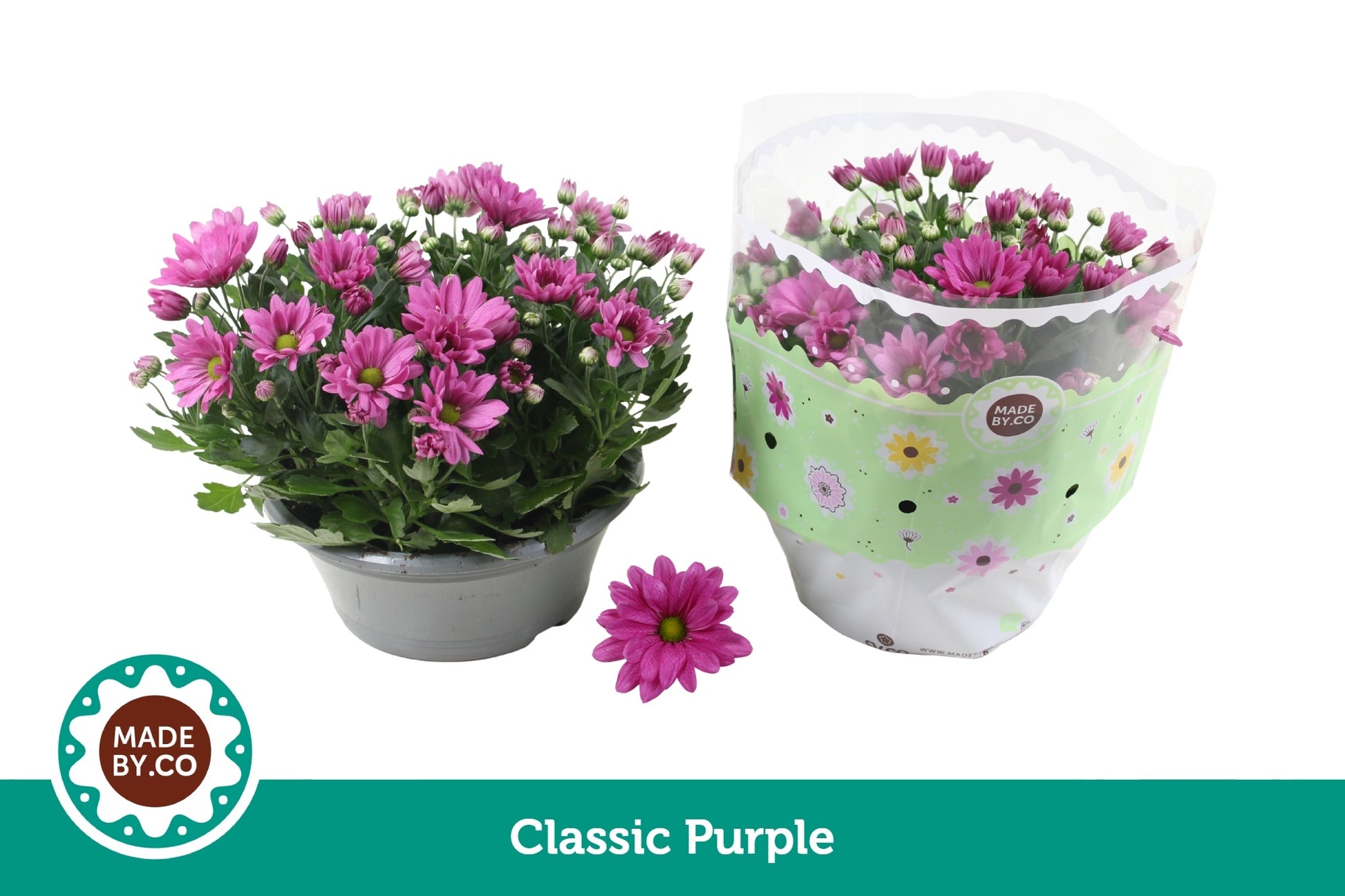 Chrysanthemum purple 27cm 23cm Pot
