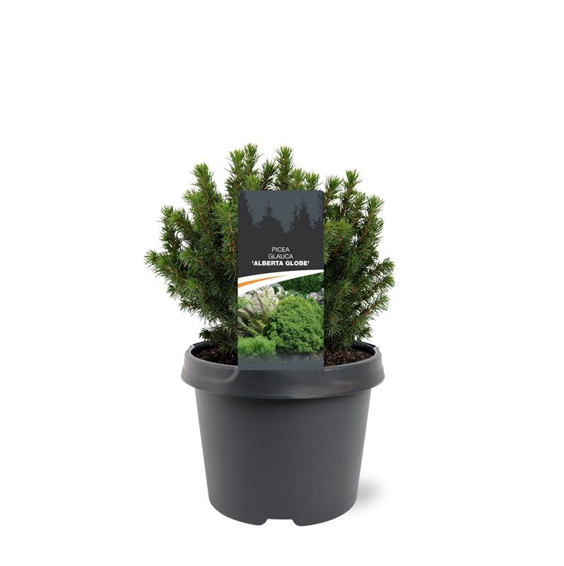 Picea gl. Alberta Globe 25cm 19cm Pot