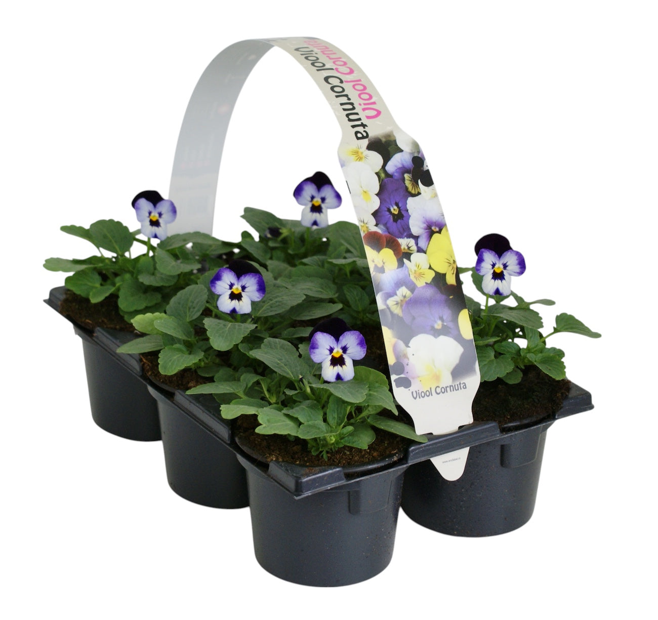 Zuidbaak Honselersdijk Viola corn. licht paars donker paars Pack of 14
