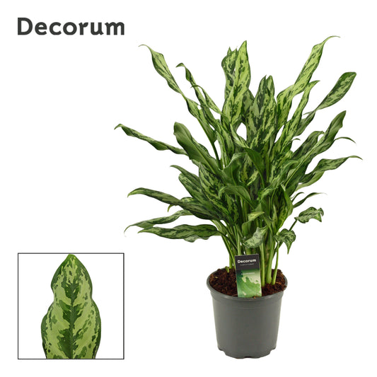 Aglaonema Hybrid 55cm 17cm Pot