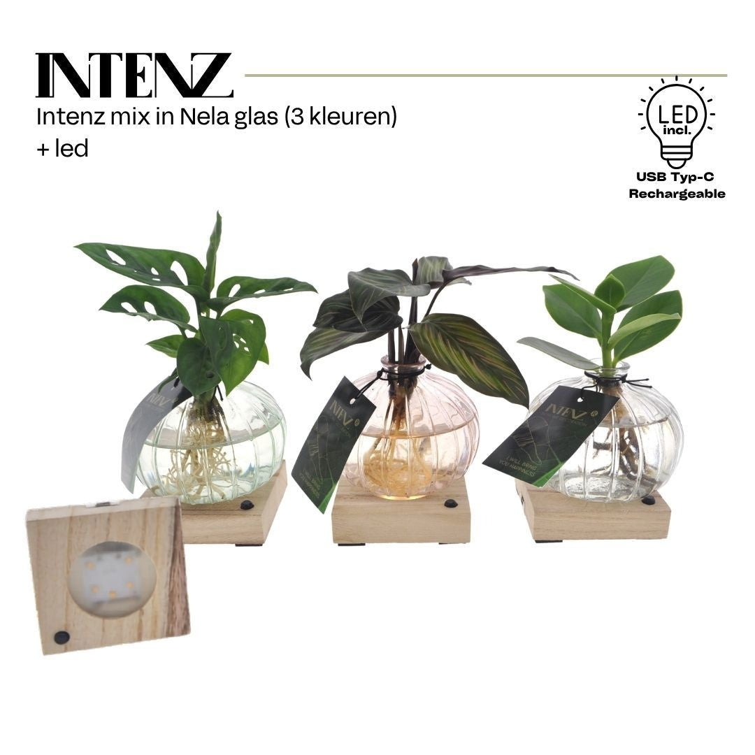 Foliage houseplants mix 25cm 7cm Pot