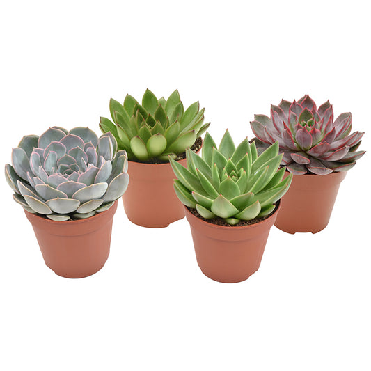 Echeveria mix 15cm 12cm Pot