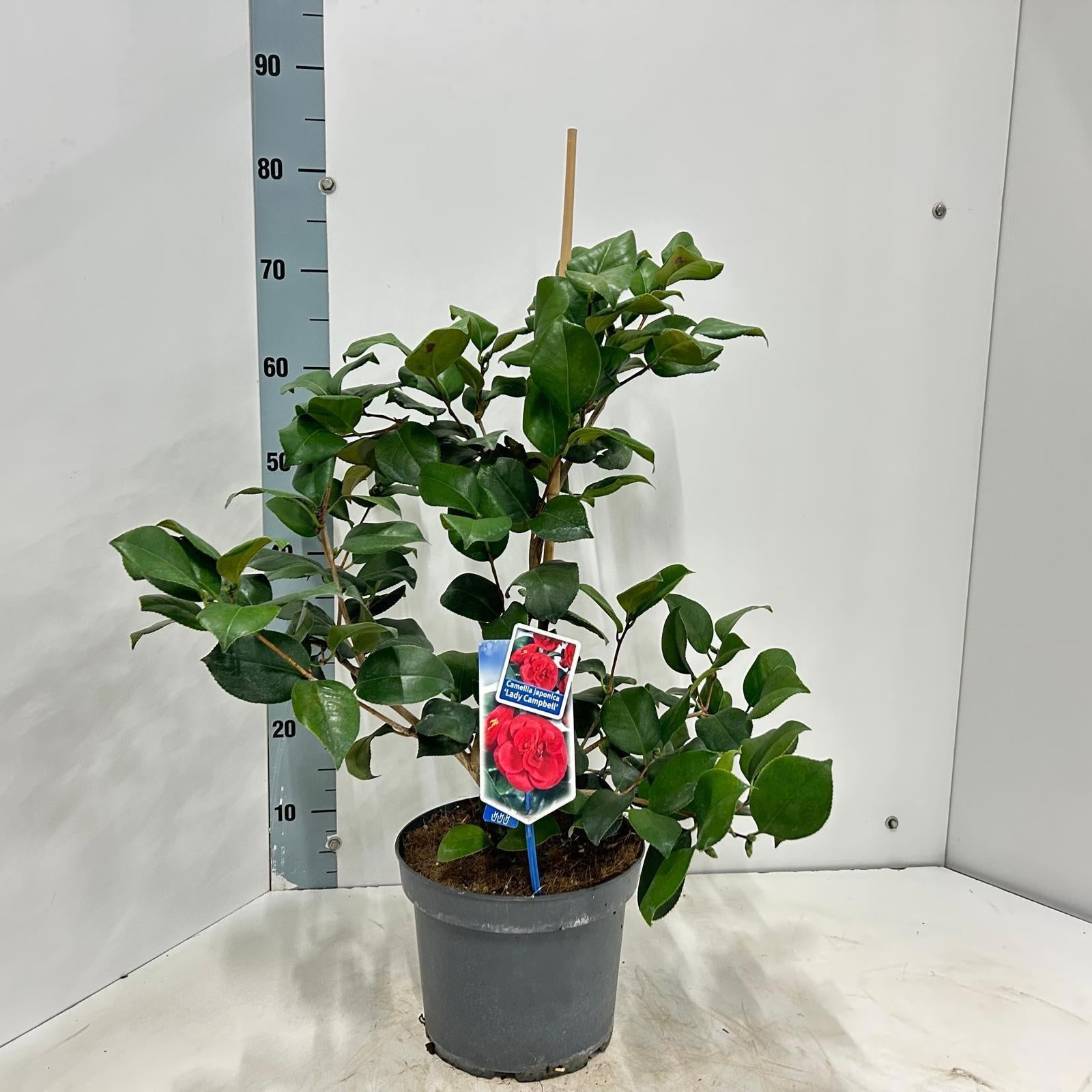 Camellia Lady Campbell 70cm 23cm Pot