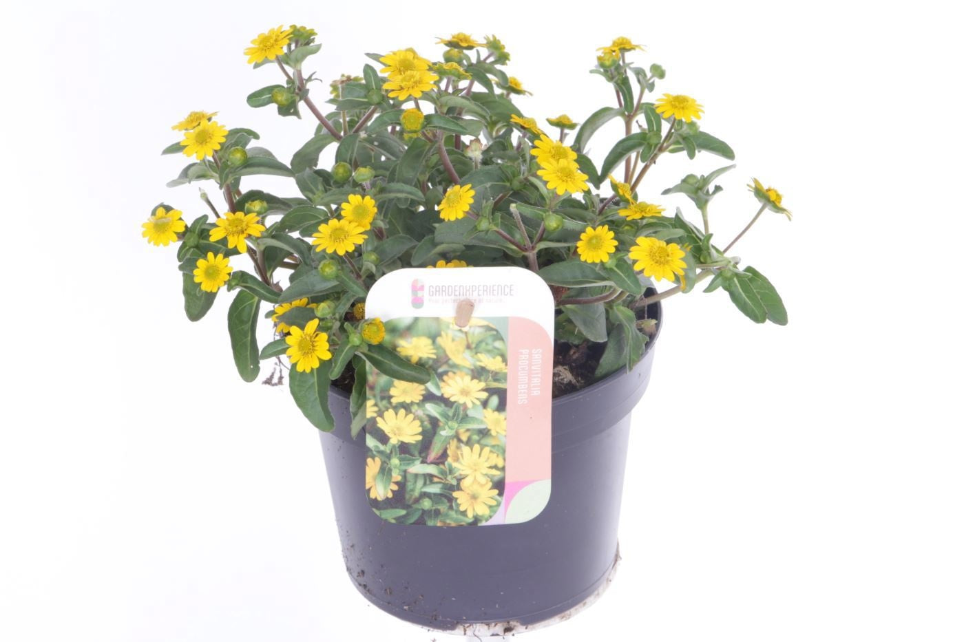 Sanvitalia procumbens 20cm 13cm Pot