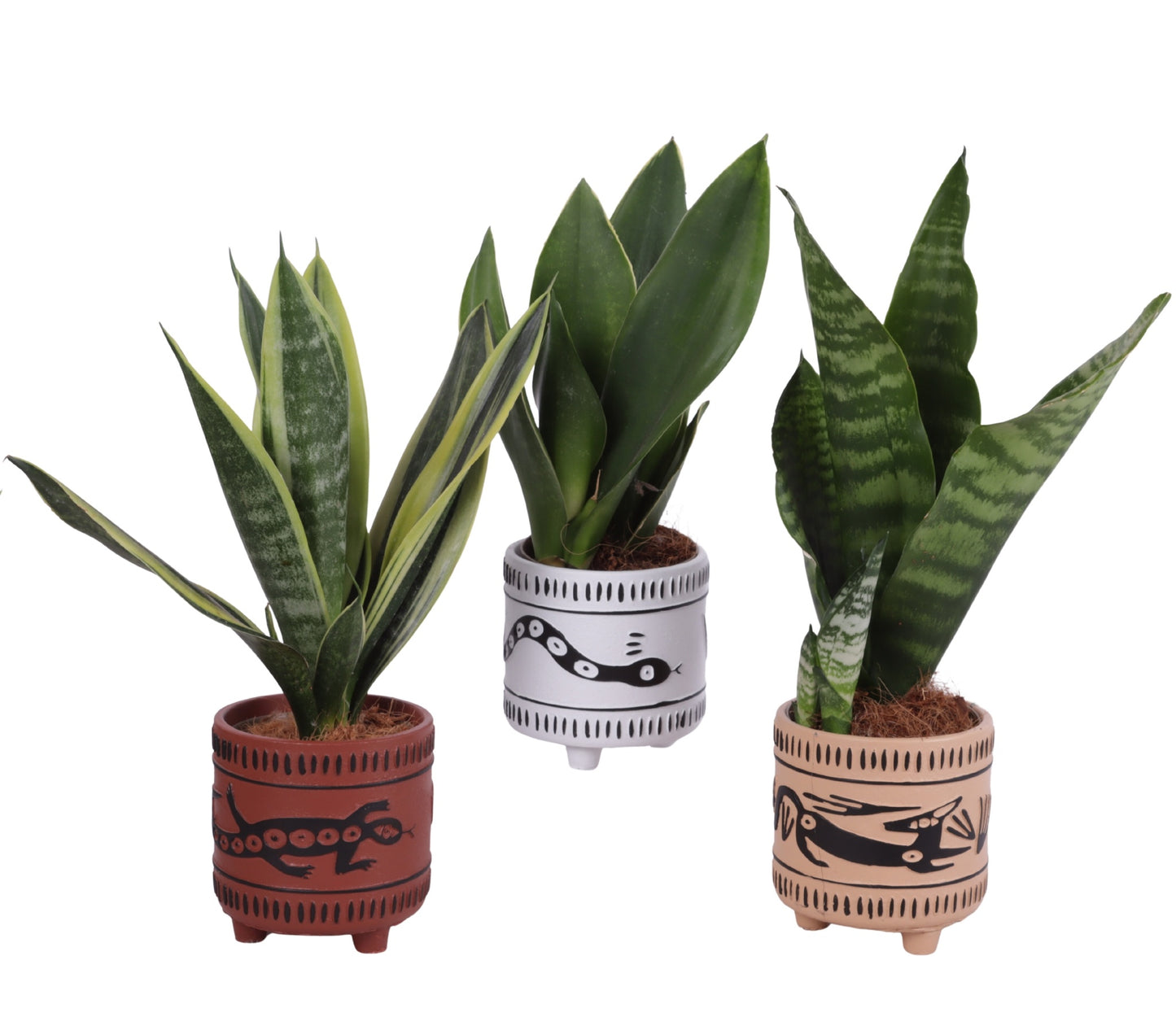 Sansevieria trifasciata 30cm 10cm Pot
