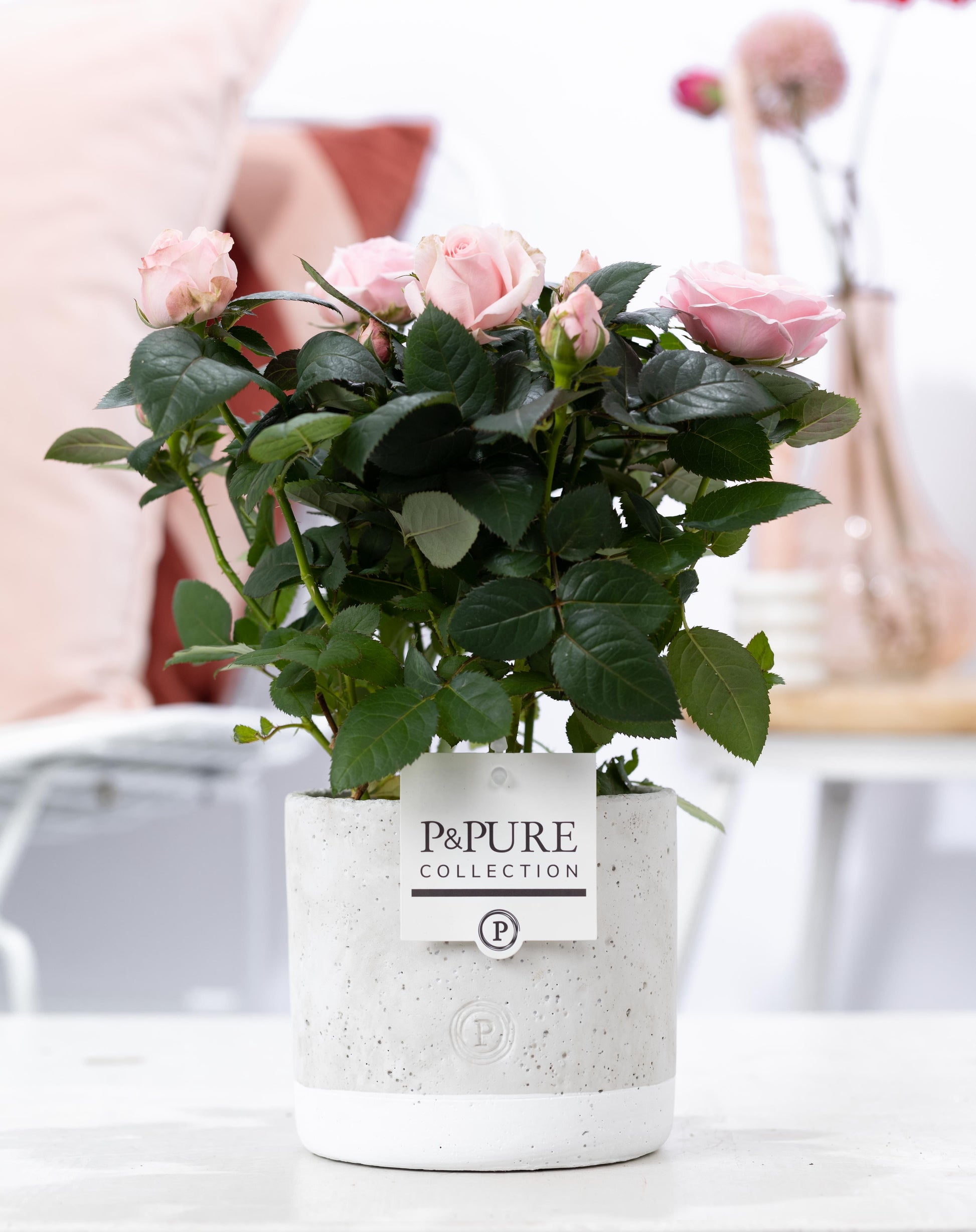 Pure Collection Rosa Beau Monde light pink Pack of 6